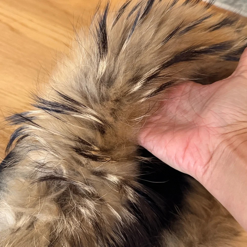 Marc NY by Andrew Marc Black Wool/Cashmere Coat with Genuine Fur Hood, Size 4 - Picture 5 of 15